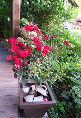 Blumentopf mit Hahn